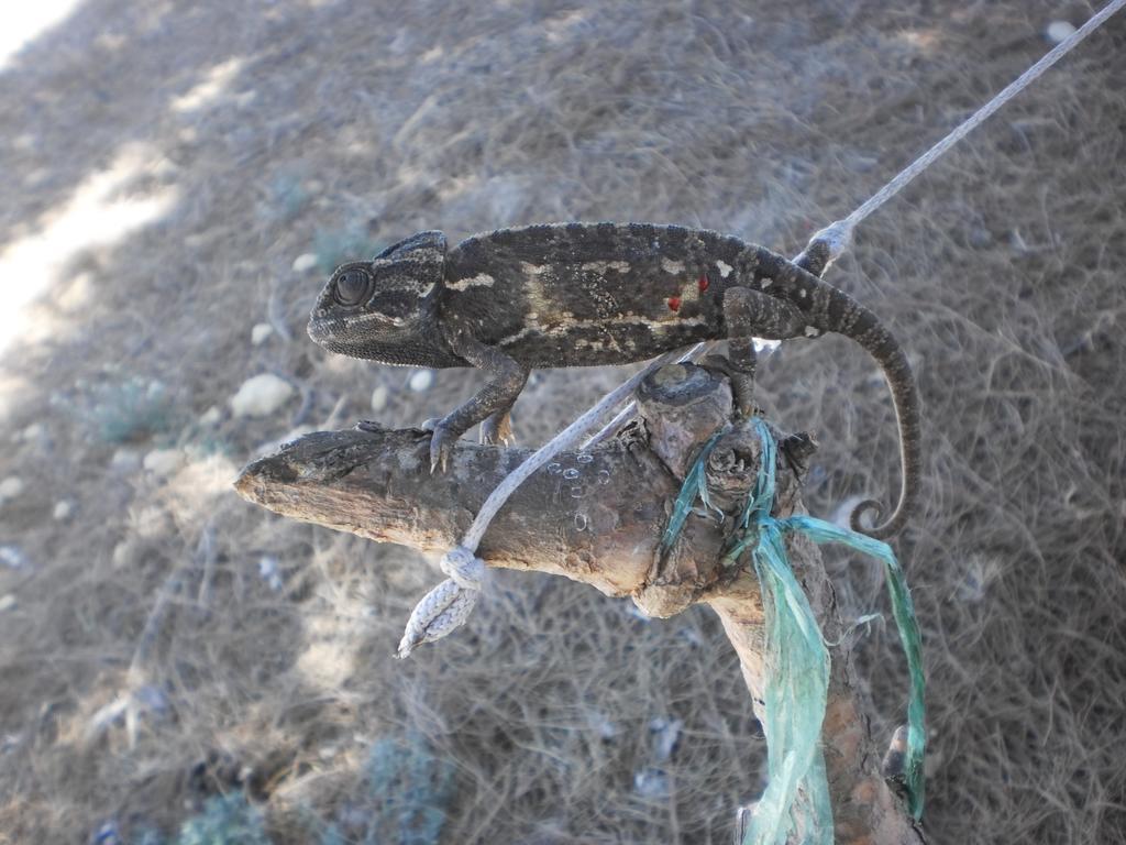 Dom wakacyjny En Dunas Dos Con Jacuzzis En Primera Linea De Playa , Uno De 4 Y Otro De 2 Dormitorios, Llama Al Seiscientos Veintisiete Cuatrocientos Diecisiete Trescientos Noventa Y Ocho *